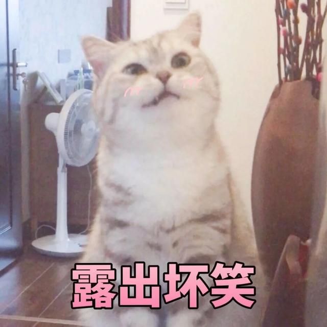 猫猫能有什么坏心眼呢是什么梗？猫猫能有什么坏心眼呢表情包[多图]